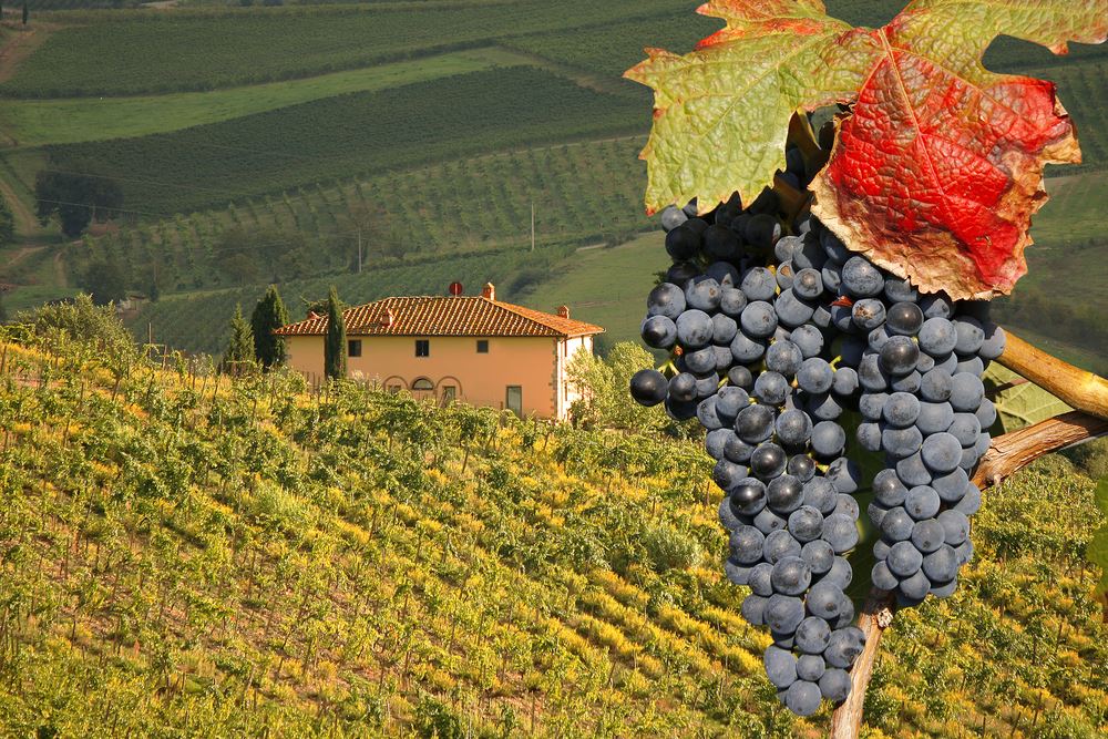 Barbaresco Wineries And Wineyard Tour Barbaresco Wineries And Wineyard Tour
