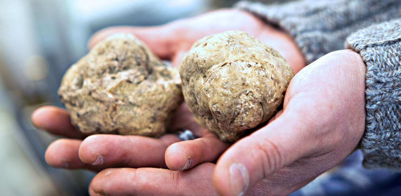 truffles hunting in Langhe
